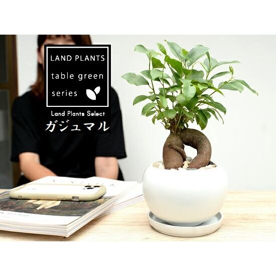 ガジュマル（幹太） 白色 大丸 陶器鉢 【天然砕石・受皿・育て方】 多幸の樹 精霊が宿る木 鉢植え 鉢 苗 苗木 白 ホワイト 丸 ラウンド 観葉植物 送料無料 がじ_9