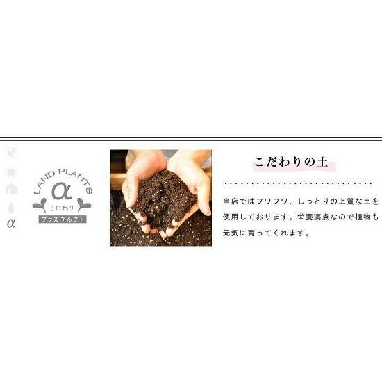 ガジュマル(超幹太) ブラック キューブ型 陶器鉢 Lサイズ 幸福 ガジュマル(超幹太) ブラック キューブ型 陶器鉢 Lサイズ 幸福