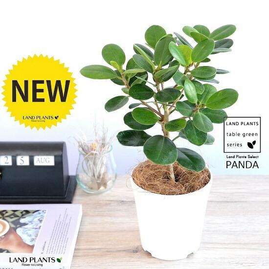 希少植物】【お試し】 ガジュマル（パンダ） 4号 白色 プラスチック鉢