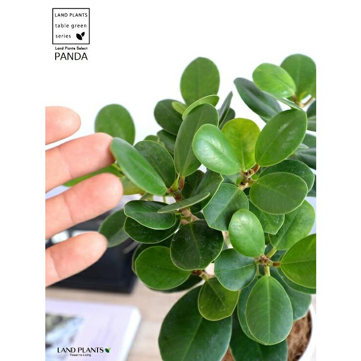 希少植物】【お試し】 ガジュマル（パンダ） 4号 白色 プラスチック鉢