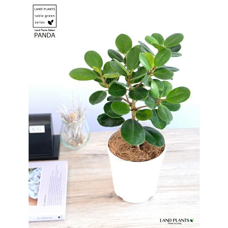 希少植物】【お試し】 ガジュマル（パンダ） 4号 白色