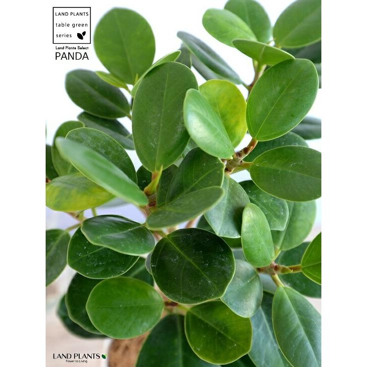 希少植物】【お試し】 パンダガジュマル 4号 プラスチック鉢 白色