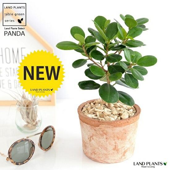 希少植物】 パンダガジュマル 茶色 モスポット シリンダー型 陶器鉢