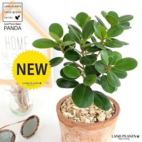 希少植物】 ガジュマル（パンダ） 茶色 モスポット シリンダー型 陶器