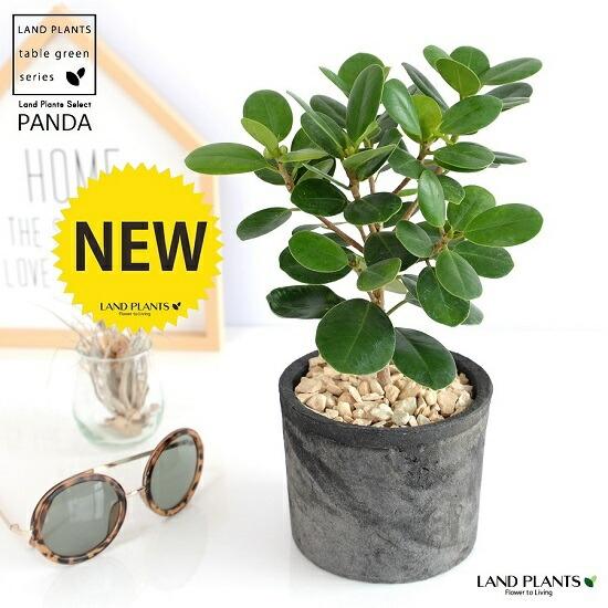 希少植物】 パンダガジュマル 黒色 モスポット シリンダー型 陶器鉢