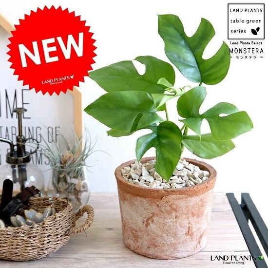 ヒメモンステラ （茶色）モスポット シリンダー型 テラコッタ鉢 鉢植え