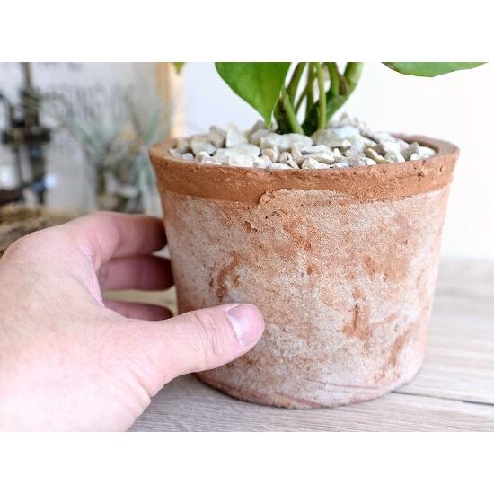ヒメモンステラ （茶色）モスポット シリンダー型 テラコッタ鉢 鉢植え