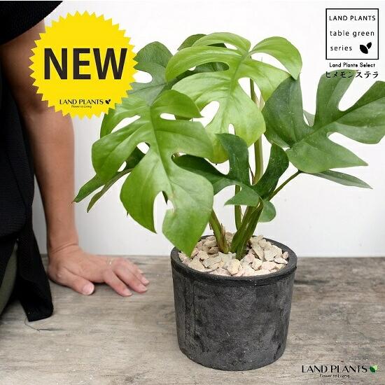 ヒメモンステラ （黒色）モスポット シリンダー型 テラコッタ鉢 鉢植え