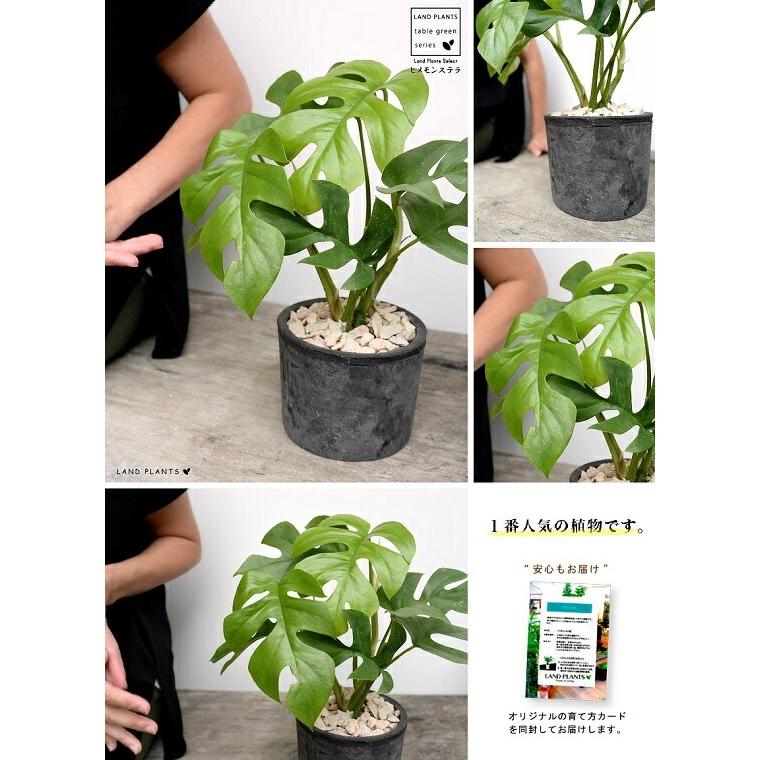 モンステラ 観葉植物 テラコッタ鉢 【公式通販】