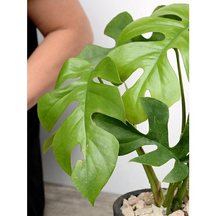 ヒメモンステラ （黒色）モスポット シリンダー型 テラコッタ鉢 鉢植え