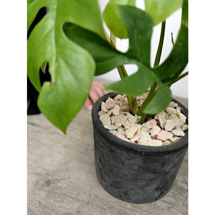 ヒメモンステラ （黒色）モスポット シリンダー型 テラコッタ鉢 鉢植え