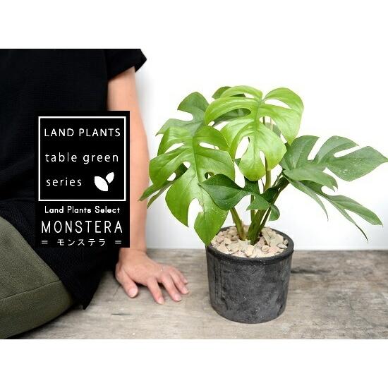 ヒメモンステラ （黒色）モスポット シリンダー型 テラコッタ鉢 鉢植え