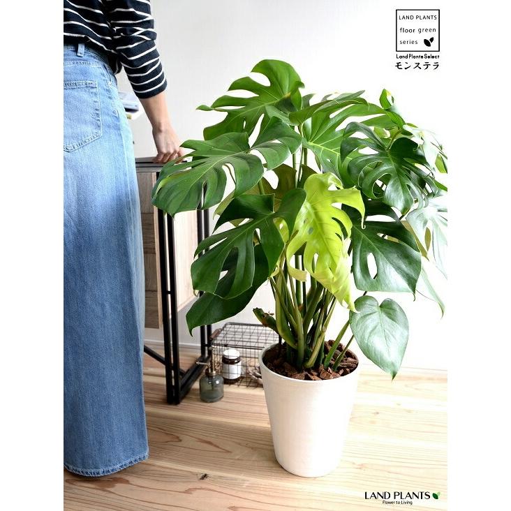 モンステラ 白色 セラアート鉢 8号（バークチップ） 鉢植え 鉢 陶器