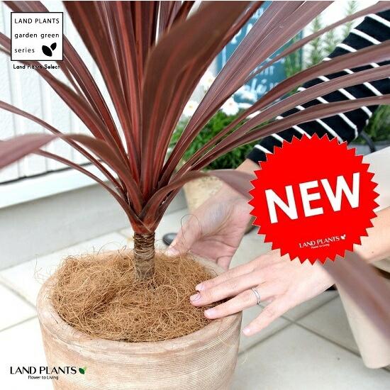 コルジリネ（レッドスター） 大型 デザインの良い テラコッタ 鉢植え