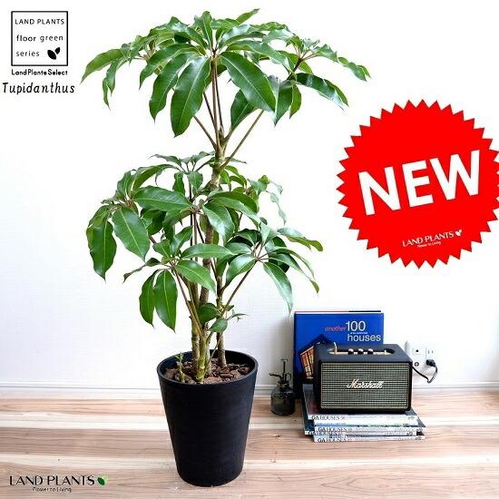 ツピタンサス 黒色 セラアート鉢 8号 鉢植えシェフレラ ピュックレリ