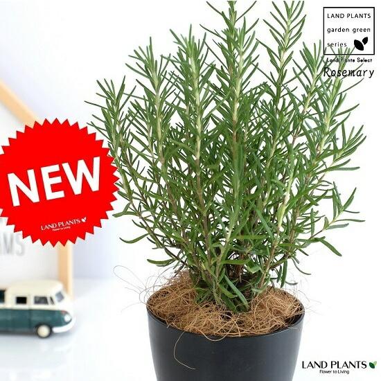 ローズマリー 4号 （黒色） プラスチック鉢 立性 ハーブ 鉢植え 苗