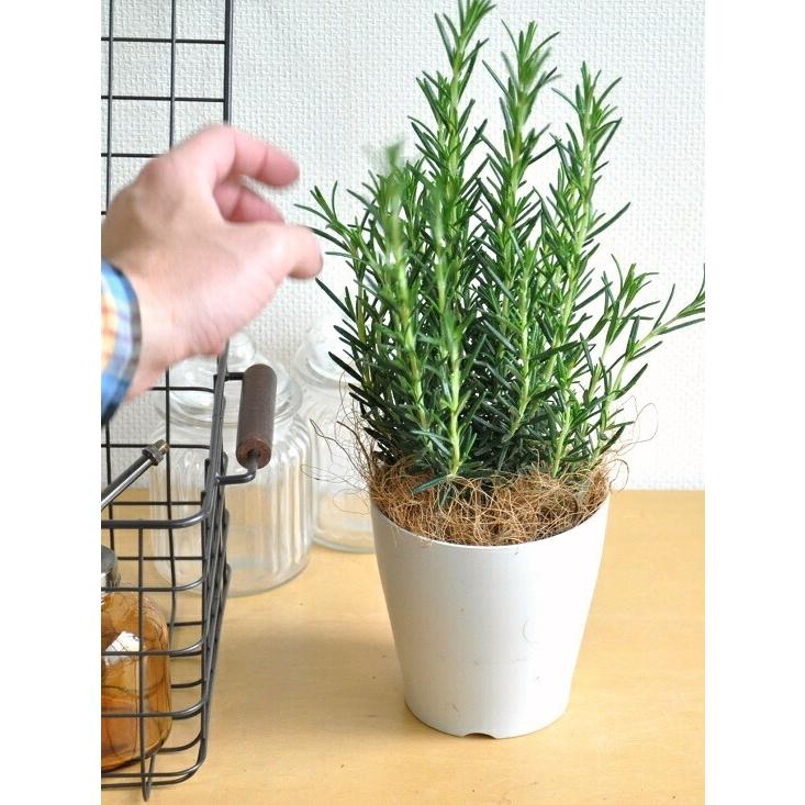 ローズマリー 4号 （黒色） プラスチック鉢 立性 ハーブ 鉢植え 苗