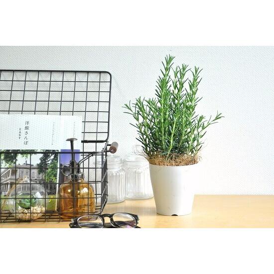 ローズマリー 4号 （黒色） プラスチック鉢 立性 ハーブ 鉢植え 苗