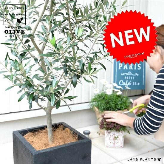 オリーブの木　ファイバクレイ鉢カバー付き 観葉植物 オリーブの木 10号 レッチーノ ファイバークレイGray 付き