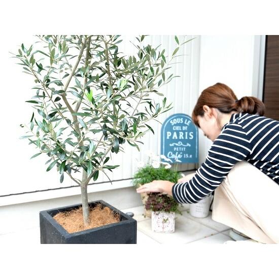 オリーブの木 （ブラック）ファイバー キューブ 陶器鉢 鉢植え【ココ