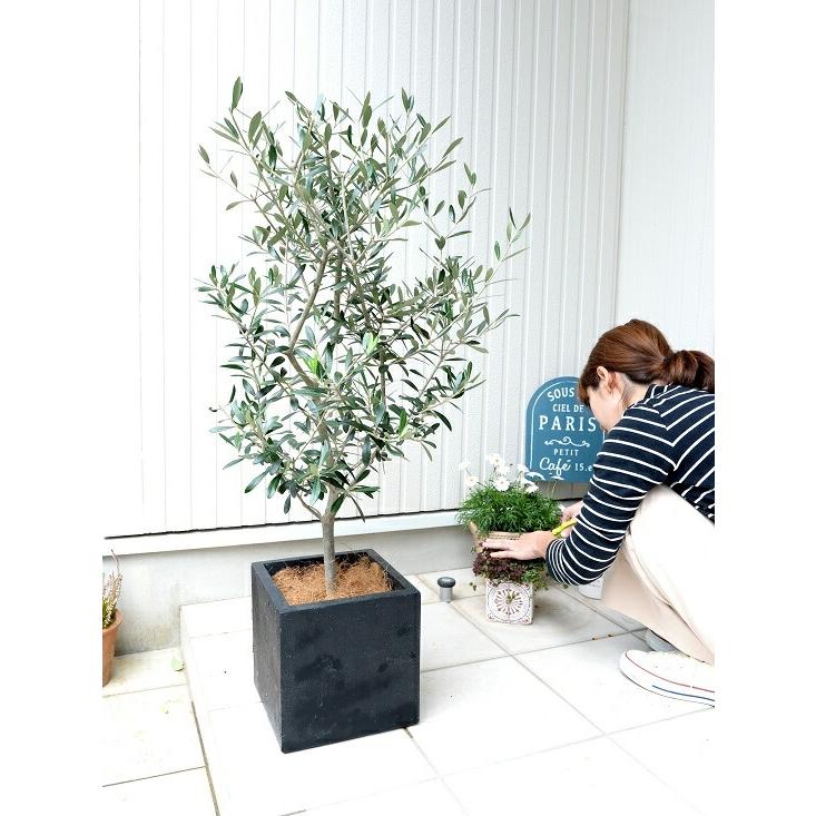 オリーブの木 （ブラック）ファイバー キューブ 陶器鉢 鉢植え【ココ