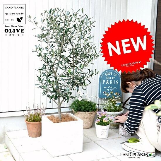 オリーブ （白色） ファイバー キューブ 陶器鉢 鉢植え【ココ 