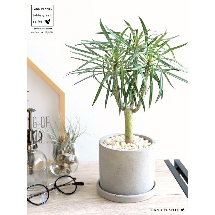 モンキーツリー　縁起物　受け皿付き　高さ約100cm(現物) PLANCHU 多肉植物 モンキーツリー 3号丸鉢 受け皿付き 育て方説明書