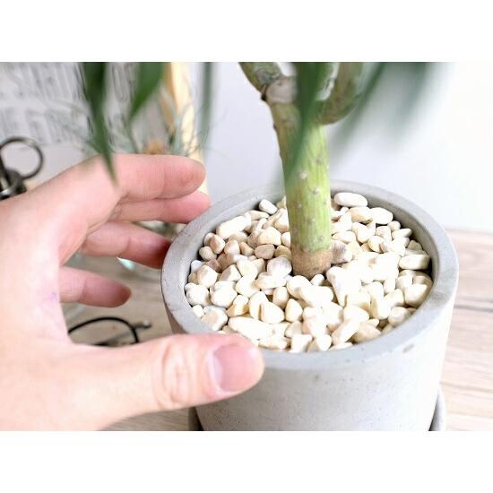 モンキーツリー（クレイニア） セメント シリンダー型 陶器鉢