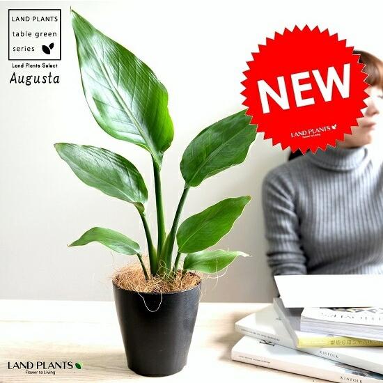 ストレリチア・オーガスタ ストレリチア・オーガスタ(ラスターポット付) L サイズ/観葉植物の販売