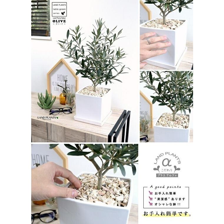 オリーブの木 中型 キューブ 陶器鉢 Mサイズ （白色） 植木鉢