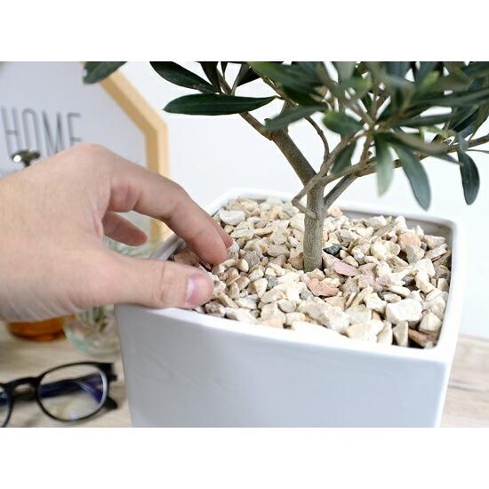 オリーブの木 中型 キューブ 陶器鉢 Mサイズ （白色） 植木鉢