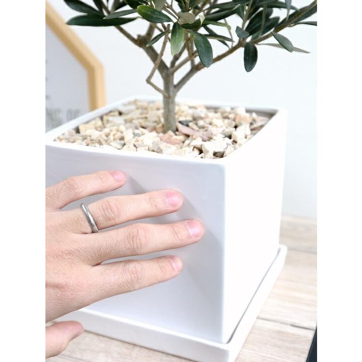 オリーブの木 中型 キューブ 陶器鉢 Mサイズ （白色） 植木鉢