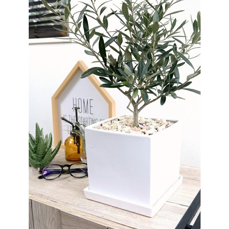 オリーブの木 中型 キューブ 陶器鉢 Mサイズ （白色） 植木鉢