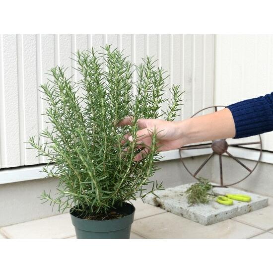 ローズマリー 5号 苗ポット 鉢植え ハーブ 立性 苗 苗木 ローズマリ