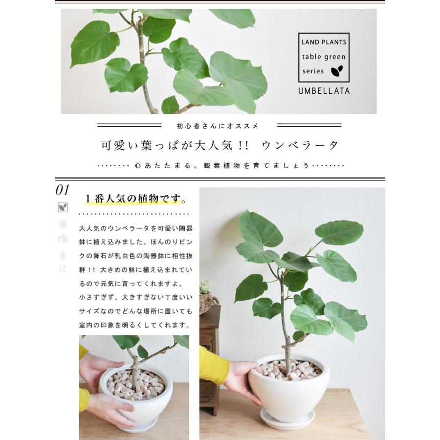 ウンベラータ 白色 シェイプ ラウンド 陶器鉢 ハートリーフ フィカス