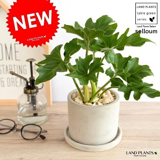 セローム セメント シリンダー型 陶器鉢 鉢植え 鉢 苗 苗木 なえ 観葉