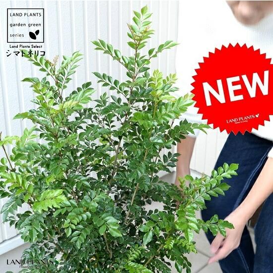 シマトネリコ 鉢植え 白色 セラアート 8号サイズ 株立ち トネリコ 苗