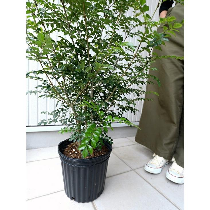 シマトネリコ 苗木 （株立ち） 樹高 約1.0m 鉢植え トネリコ 8号 苗