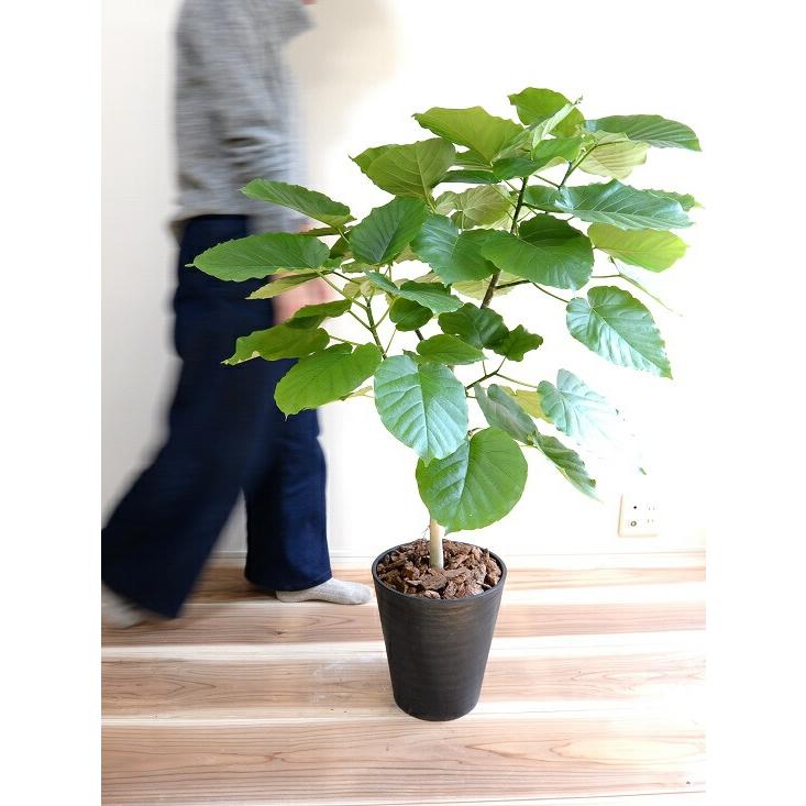 ウンベラータ 8号 ブラック セラアート鉢 鉢植え 大型 観葉植物 （自然