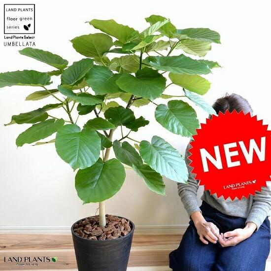 ウンベラータ 8号 ブラック セラアート鉢 鉢植え 大型 観葉植物 （自然