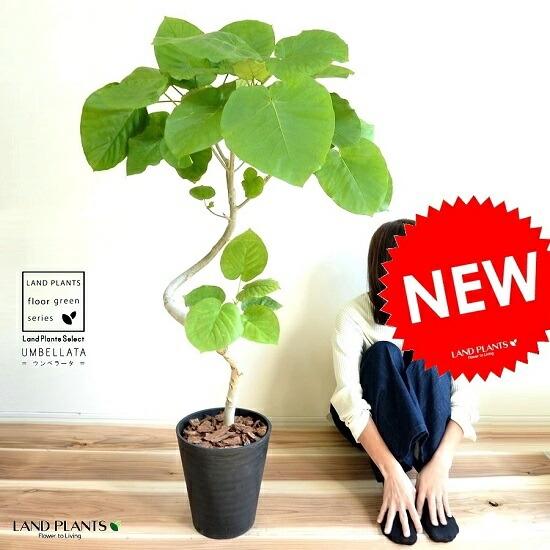 ウンベラータ（3Dカーブ曲がり） 黒色 セラアート鉢 8号 鉢植え
