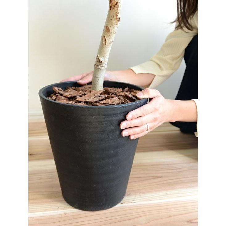 ウンベラータ（3Dカーブ曲がり） 黒色 セラアート鉢 8号 鉢植え