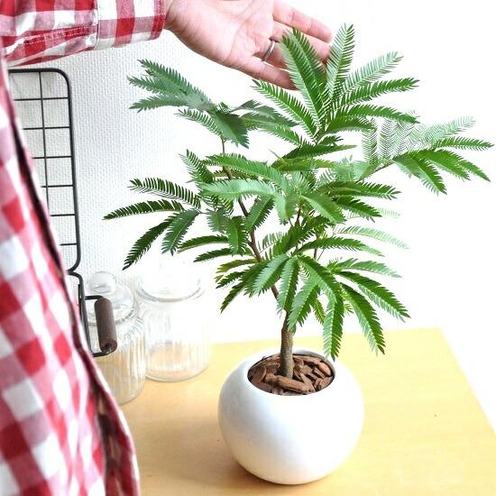 エバーフレッシュ 白色 丸型 陶器鉢 ネムの木 ネムノキ アカサヤ