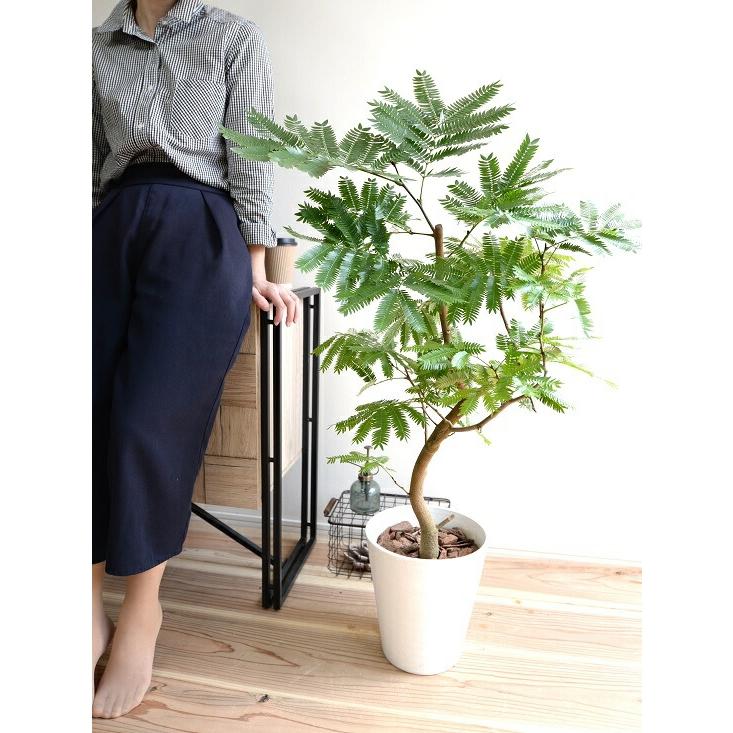 エバーフレッシュ 白色 セラアート鉢 8号 鉢植え 鉢 苗 苗木 大型 観葉