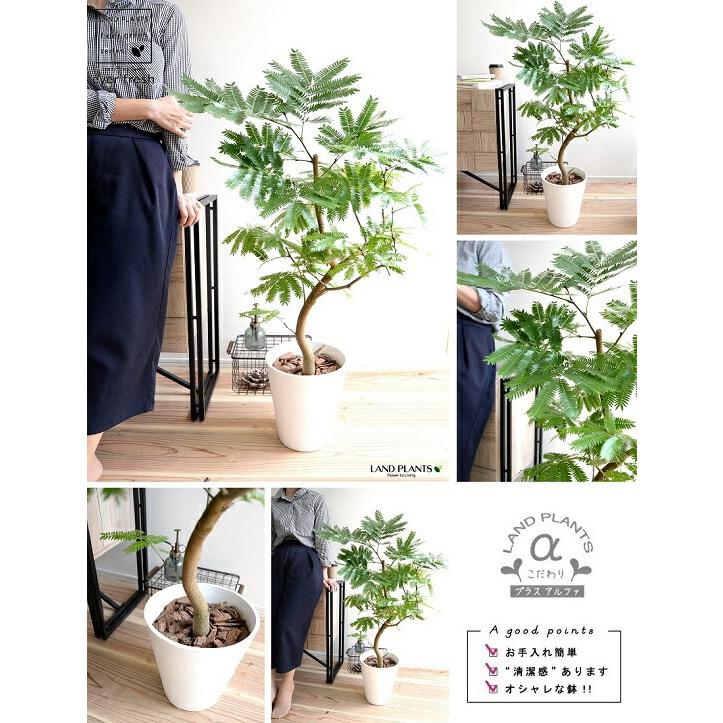 エバーフレッシュ 白色 セラアート鉢 8号 鉢植え 鉢 苗 苗木 大型 観葉