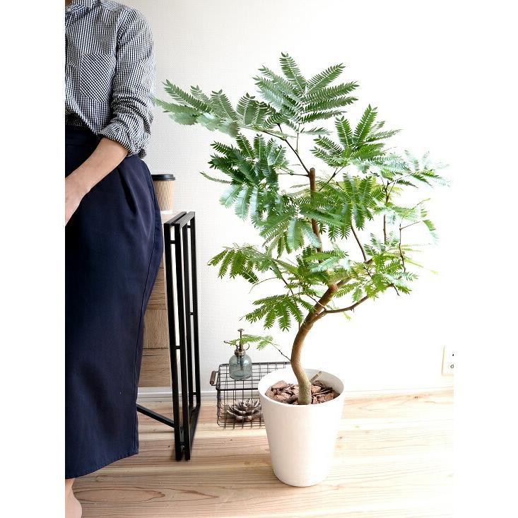 エバーフレッシュ 白色 セラアート鉢 8号 鉢植え 鉢 苗 苗木 大型 観葉