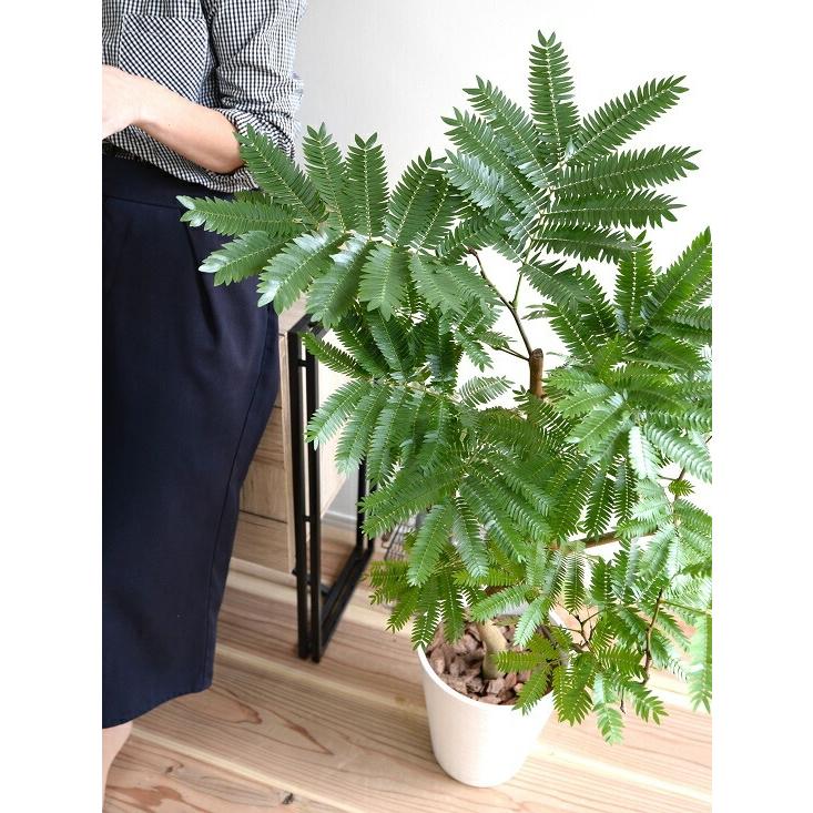 エバーフレッシュ 白色 セラアート鉢 8号 鉢植え 鉢 苗 苗木 大型 観葉