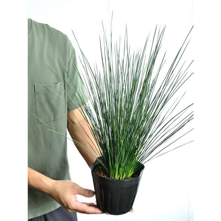 NEW!! コクリュウ 黒竜 5号サイズ Ophiopogon planiscapus 草