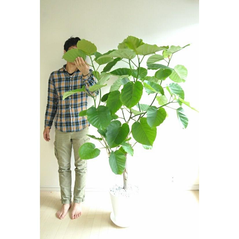 ウンベラータ 10号サイズ 白セラアート鉢に植えたフィカス