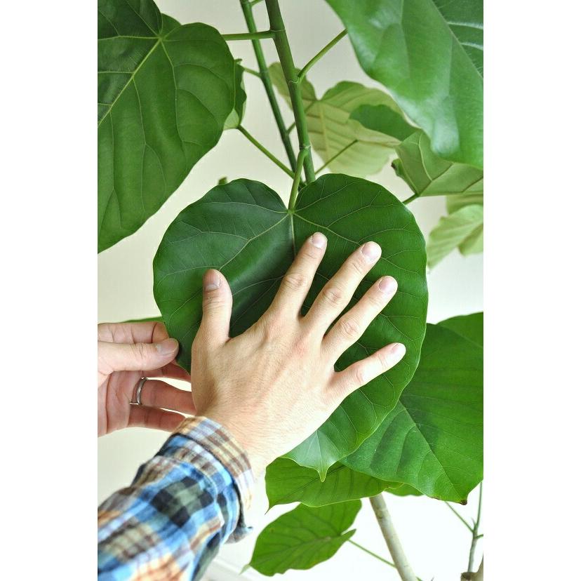 ウンベラータ 10号サイズ 白セラアート鉢に植えたフィカス